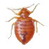 bedbug
