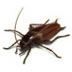 roach