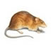 rodent