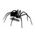 spider