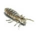 termite