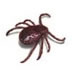 tick